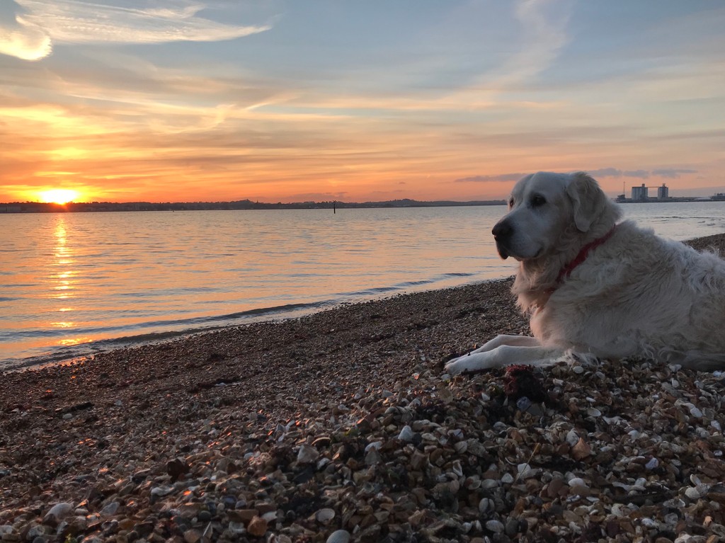 5 years ago today... 

Gone, but never forgotten. 
Miss you B Dog x