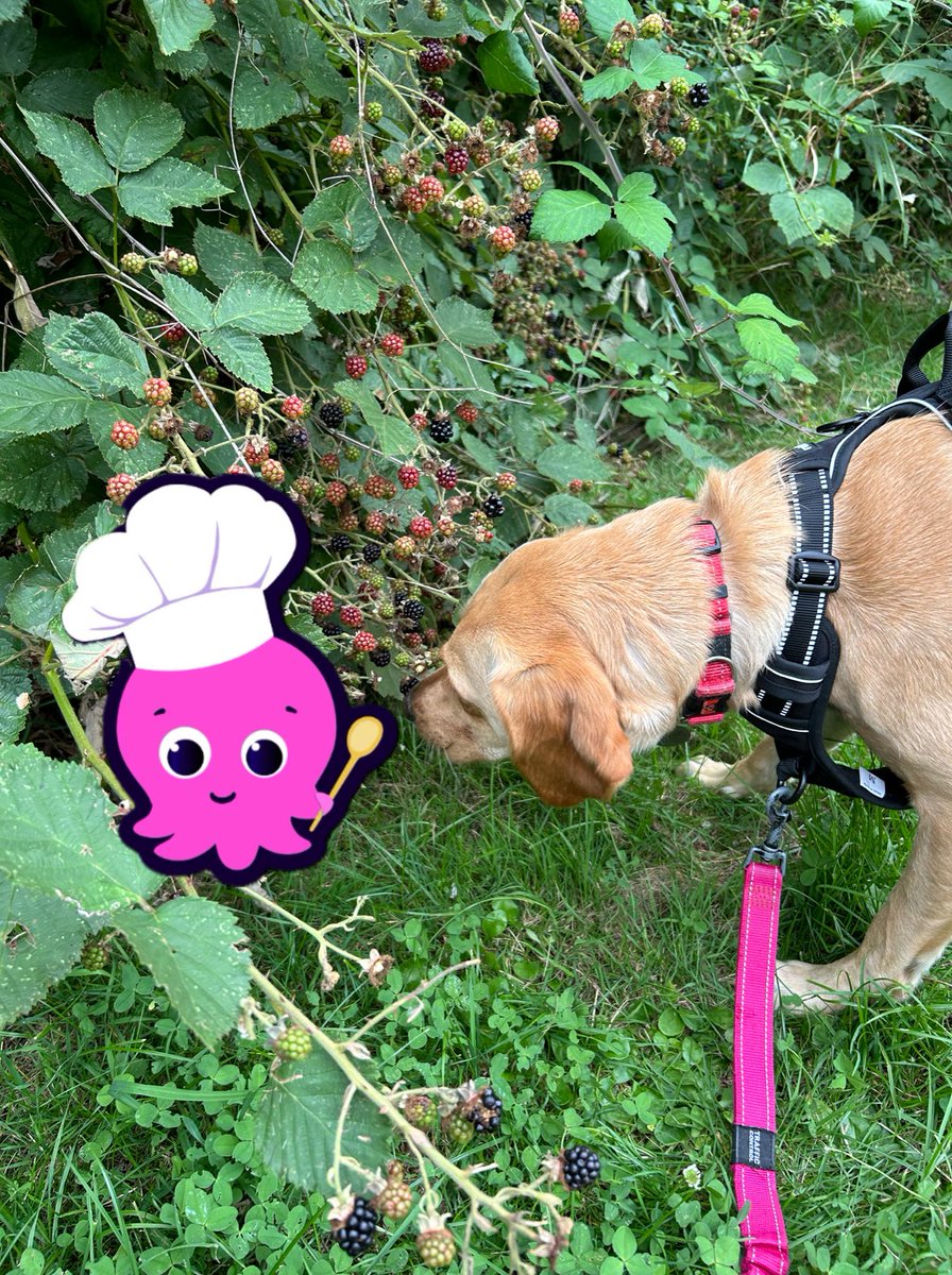 clairebutton's tweet photo. @OctopusEnergy Chef Constantine monitoring the harvesting of blackberries! #OctoplusSNAP https://t.co/nhOYYtJeGh