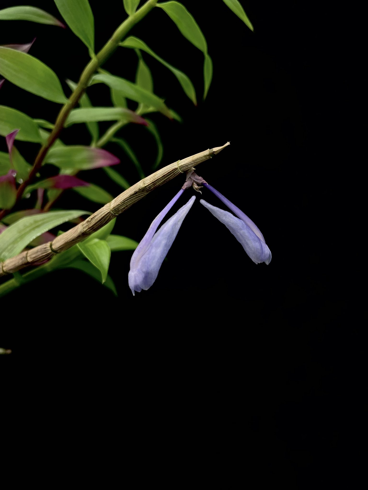 洋蘭原種 (181) 超希少種 幻の青いデンドロビューム Den. sp Papua