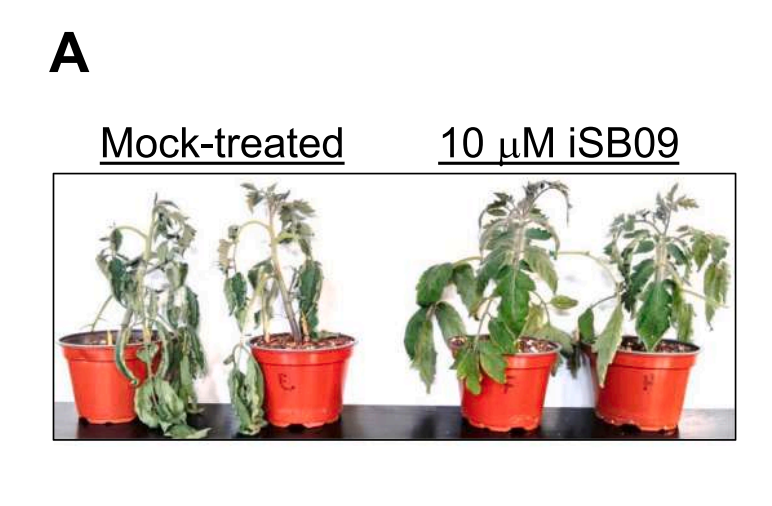 📄ABA-receptor agonist iSB09 decreases soil water consumption and increases tomato CO2 assimilation and water use efficiency under drought stress

i.mtr.cool/zflwbnlgvq