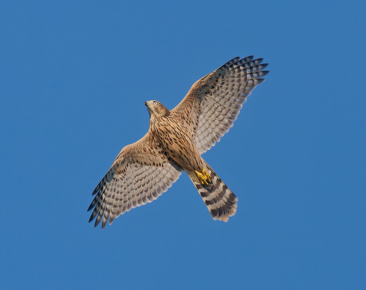 Paul Roberts tweet media