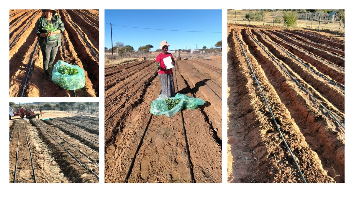 SeritiInstitute's tweet image. This training program aims to support farmers in adopting sustainable practices and maximizing their resources. Stay tuned for more updates
#WorkLearnGrow #WLG #Seriti #Agriculture #Development #Sustainability #CommunityDevelopment #Zeerust