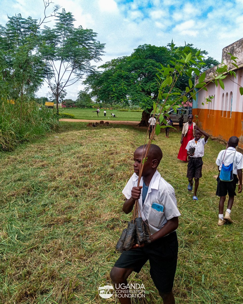 UgandaCF's tweet photo. Last week, our Community Conservation team North of #MurchisonFallsNationalPark, in collaboration with local communities, successfully planted several thousand trees.

Together with the eager learners at Purongo PS, Para PS &amp; Purongo SS we planted over 2,000 trees. Members

1/6 https://t.co/j1dHAqRJKt
