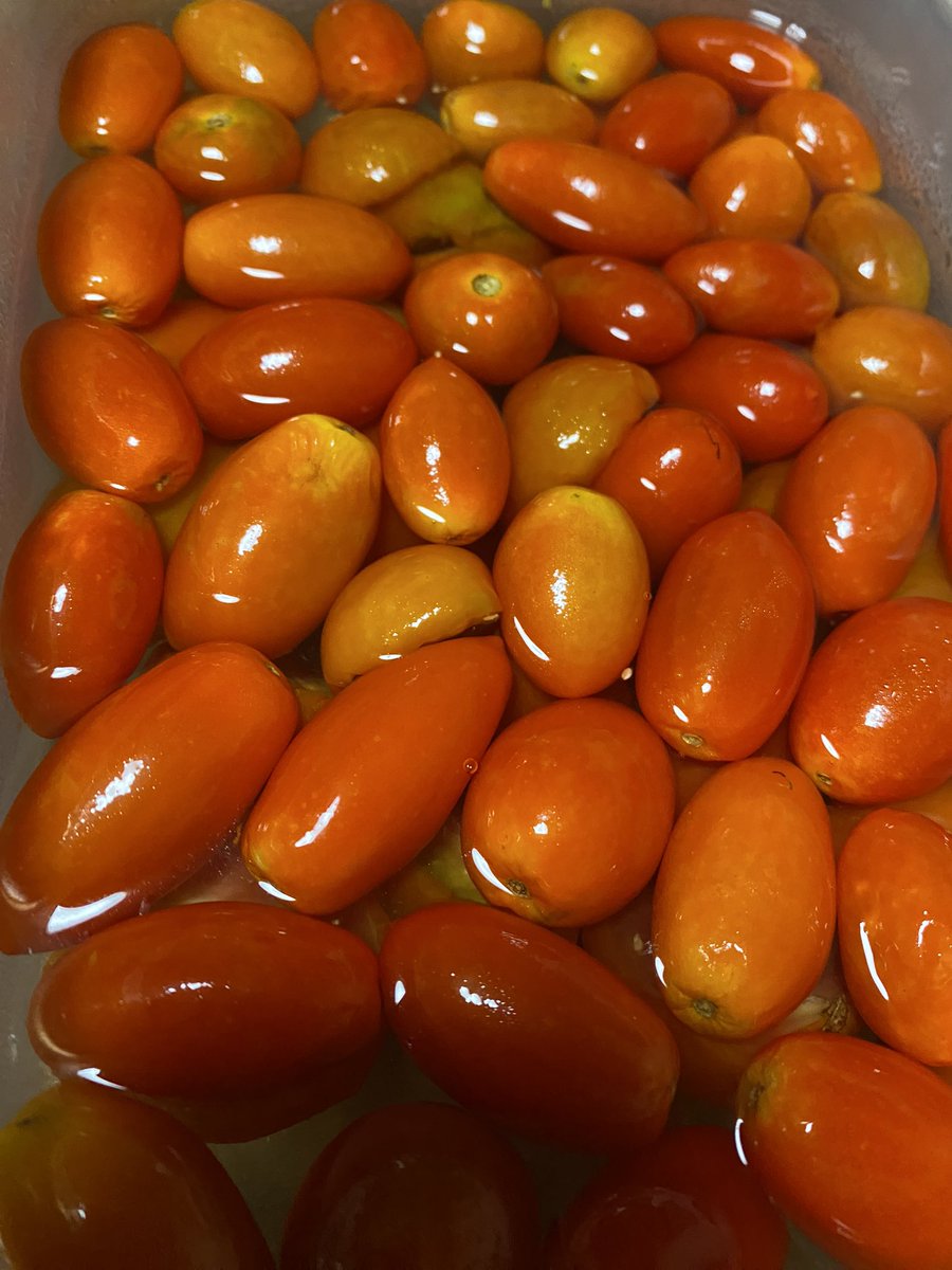トマト🍅🍅🍅🍅🍅🍅🍅

好きですかぁ〜

#トマト