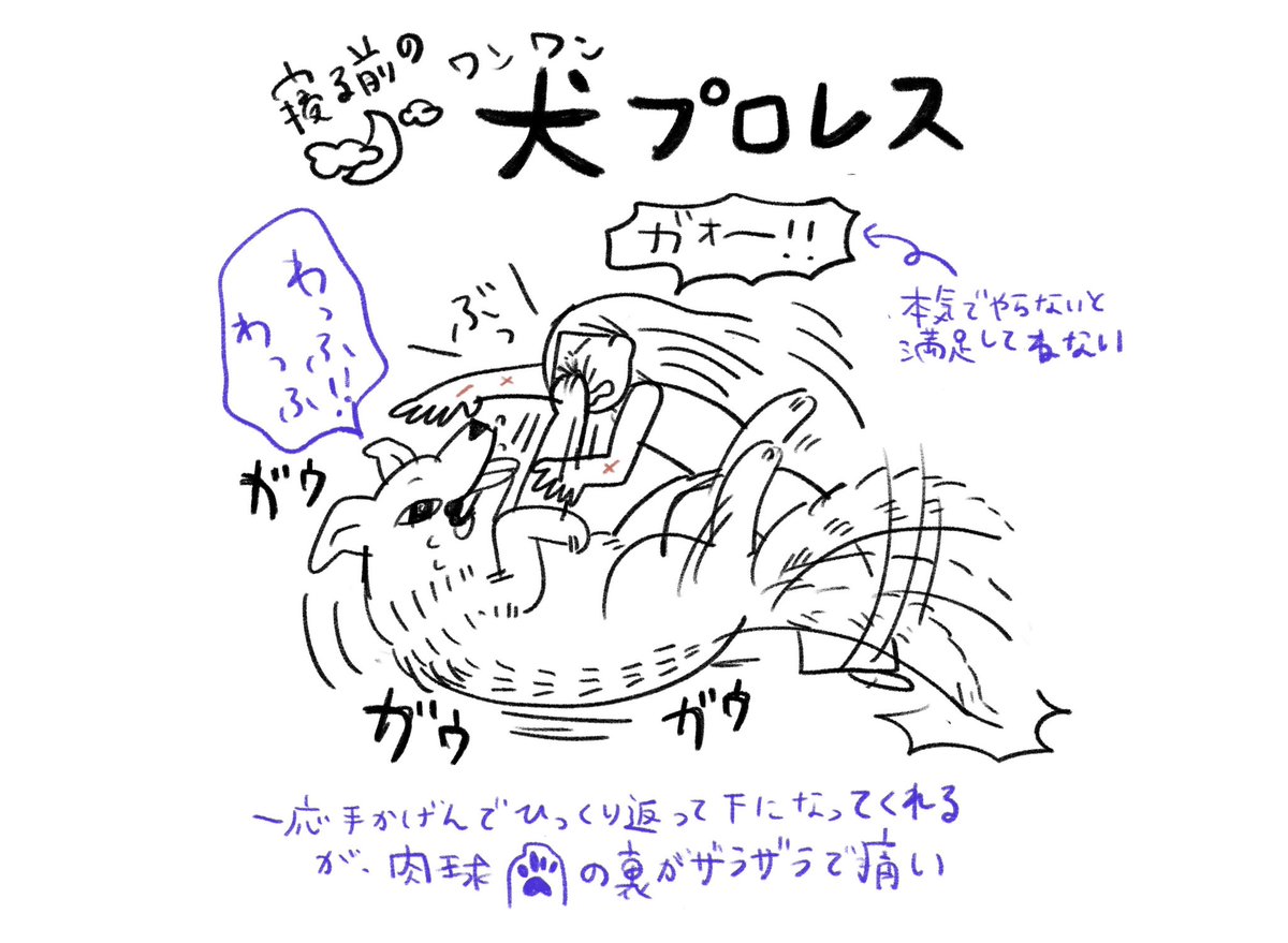 今年の夏ほんとに犬飼いの人達散歩どうしてる…?どんなに早朝でも気温28度以下にならない日ばっかりだし、短時間散歩に室内で犬プロレスの相手をして体力を削りしのいでるけどこの生活が…あと2ヶ月も続くのか