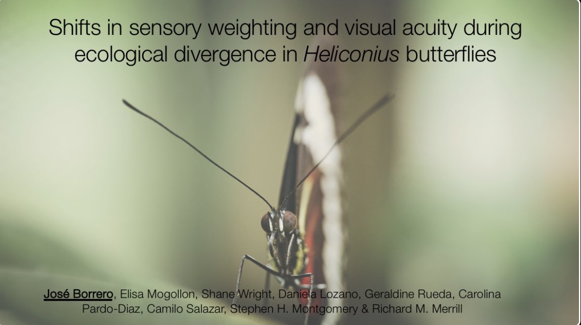 José Borrero tweet media