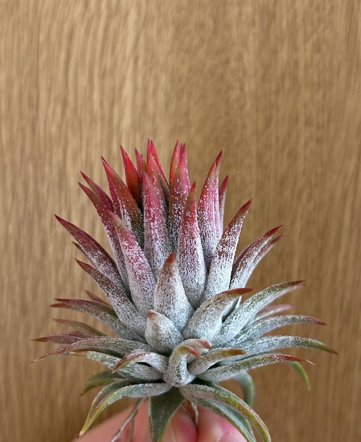 即日発送】T. Icy Elf (アイシーエルフ) 【公式通販】