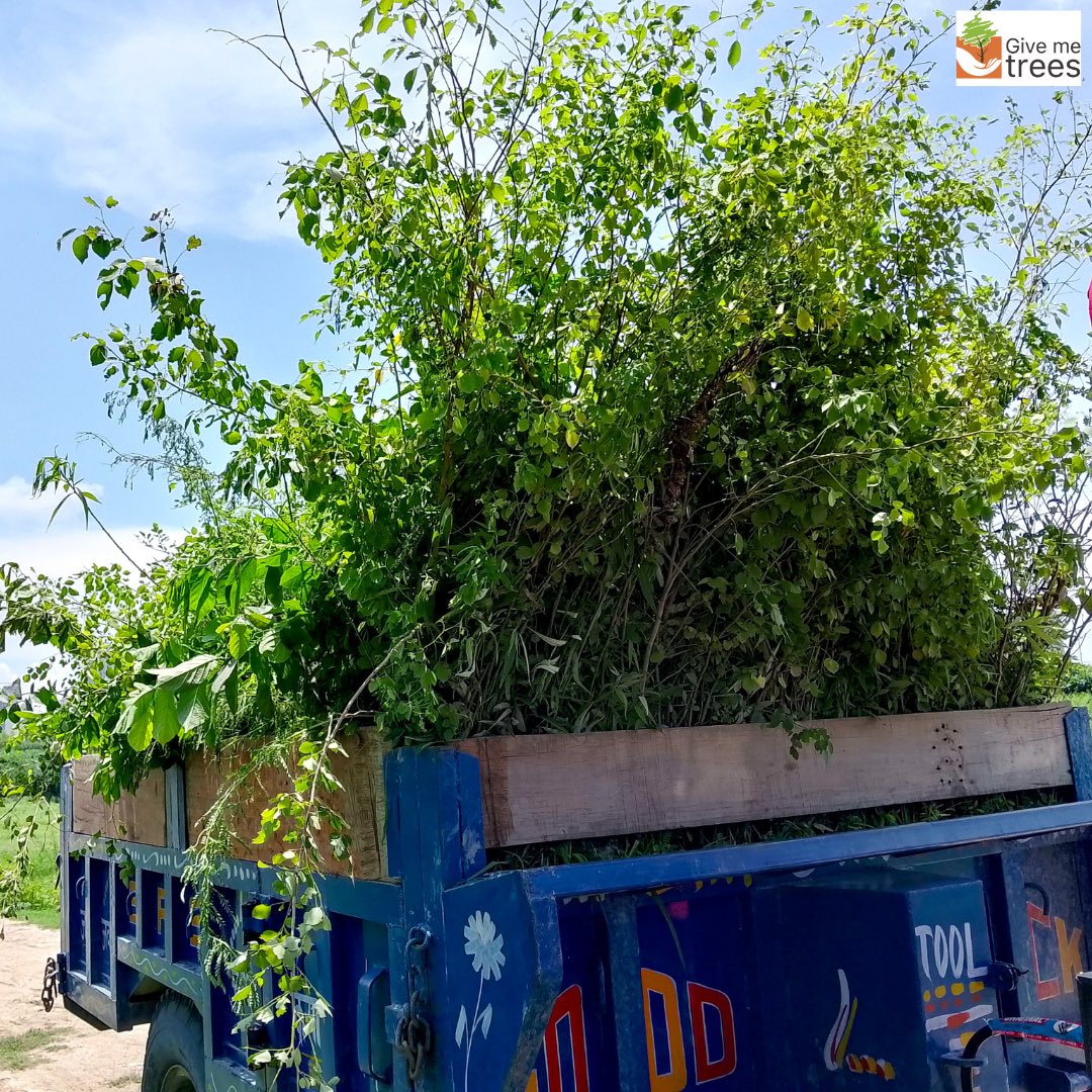 Give Me Trees Trust tweet media