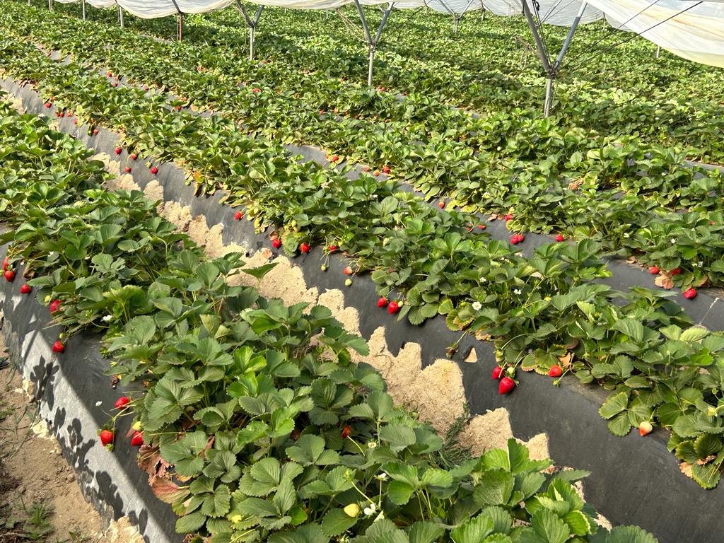 viveroelpinar's tweet image. El valor de la #rusticidad es determinante para el #exito de la variedad y del productor. 

En la edición de agosto de @RevistaMercados, Jorge Muñoz nos habla sobre #rusticidad, #calidad, retos y futuro en #ElPinar.

👉Lee aquí el artículo completo (p.81) 
issuu.com/revistamercado…