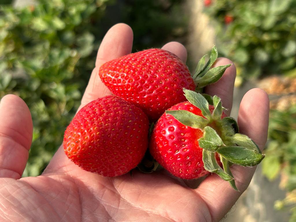 viveroelpinar's tweet image. El valor de la #rusticidad es determinante para el #exito de la variedad y del productor. 

En la edición de agosto de @RevistaMercados, Jorge Muñoz nos habla sobre #rusticidad, #calidad, retos y futuro en #ElPinar.

👉Lee aquí el artículo completo (p.81) 
issuu.com/revistamercado…