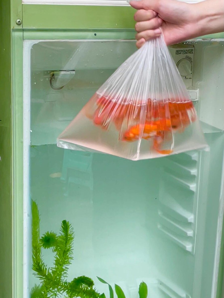 cuteee_all's tweet image. My fish tank.🐟🫧