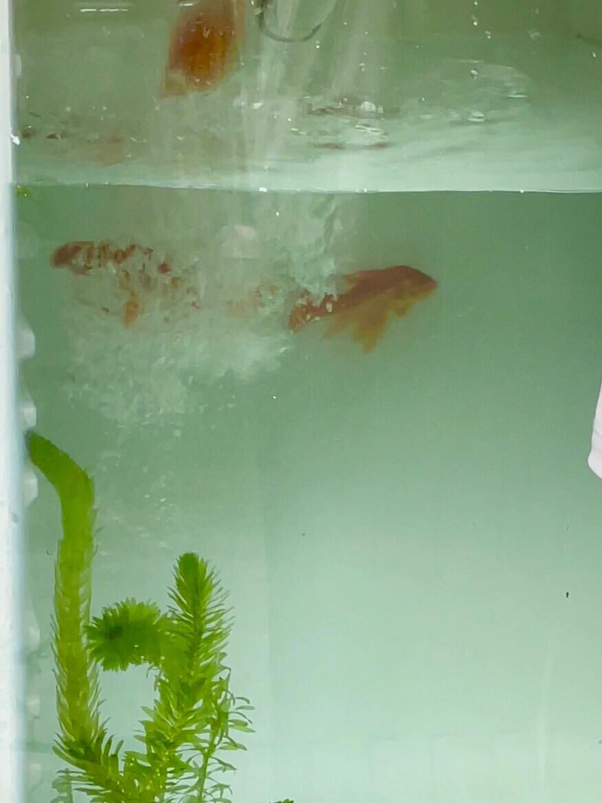 cuteee_all's tweet image. My fish tank.🐟🫧