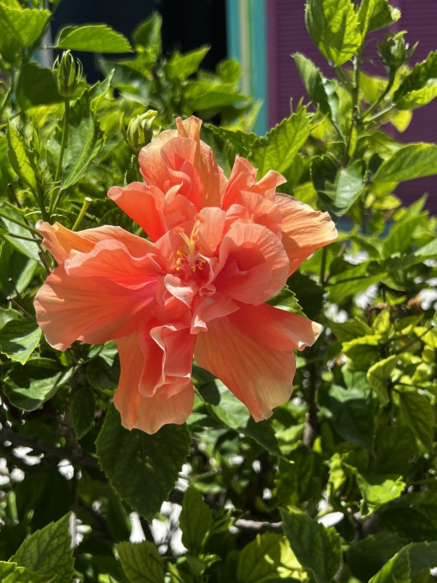lviisz's tweet photo. 🌺🌞🌊 https://t.co/mJNJ0ubFDs
