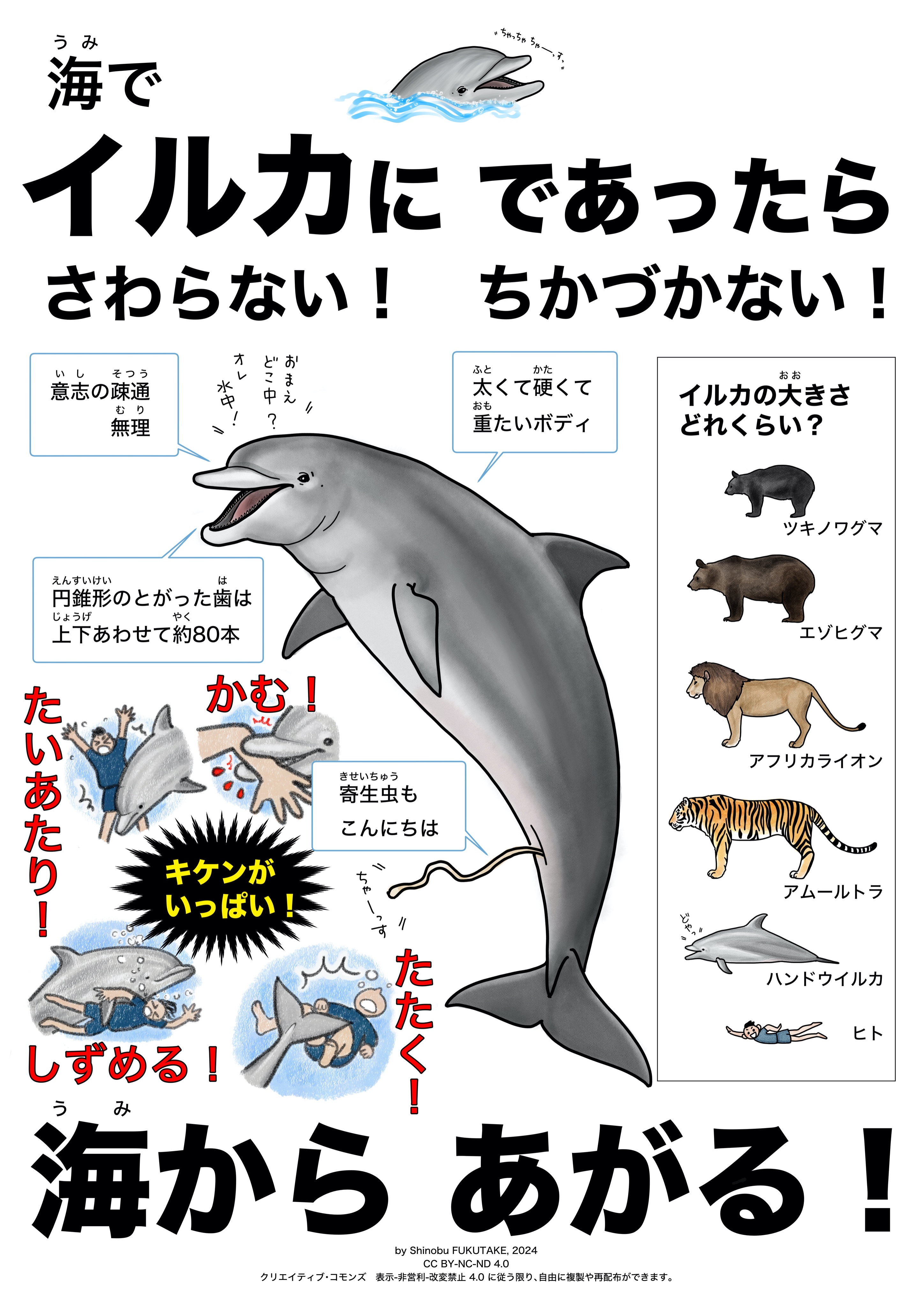 イルカの歯　牙 アクアワールド茨城県大洗水族館 on X