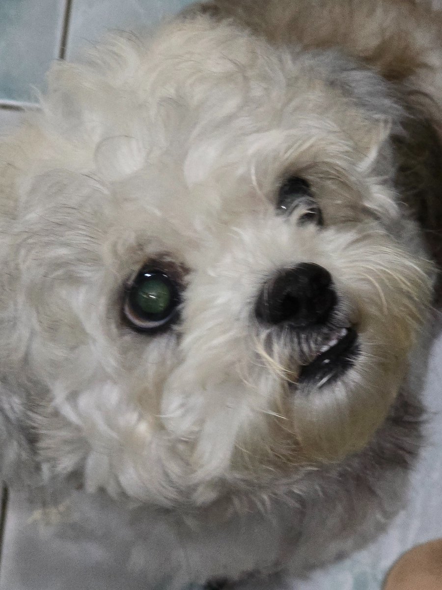 Kimchi 김치ㅣㅣㅣ🌸 tweet media