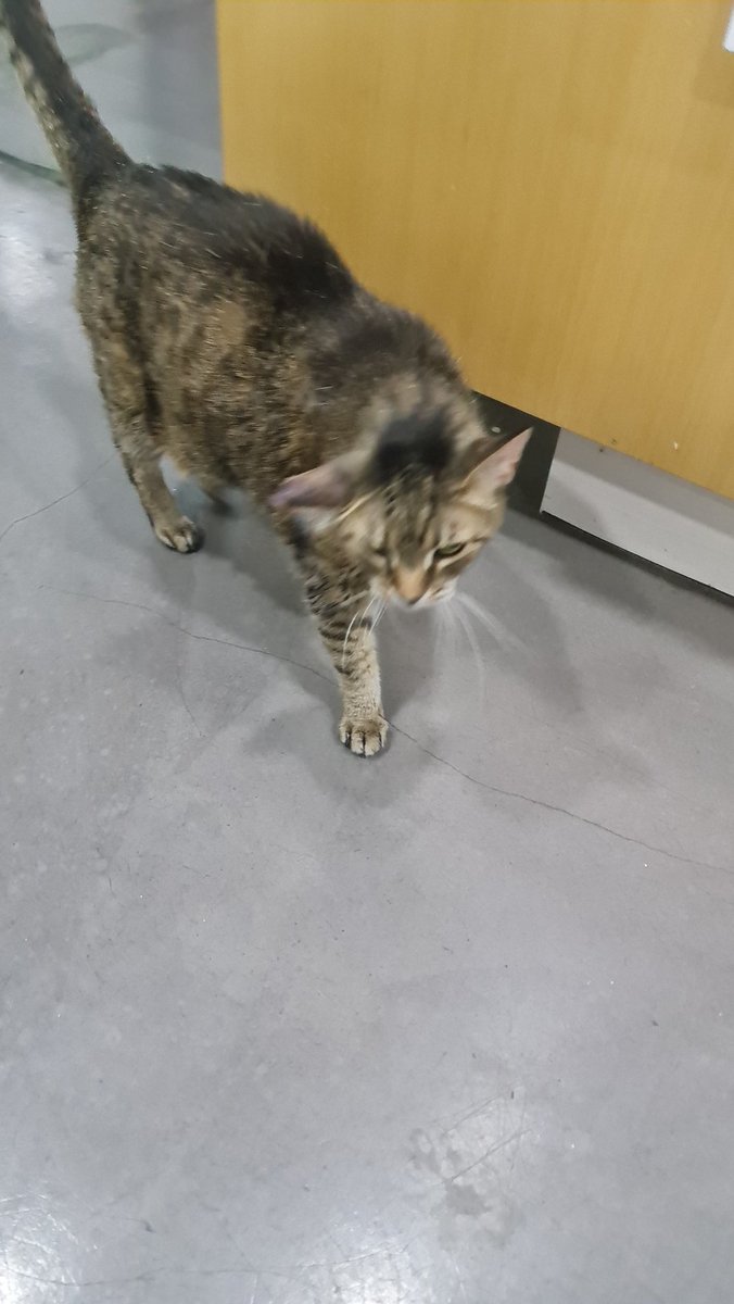 catswithnohope's tweet photo. 😭BINGBING UPDATE
The dr called ahe has a huge othehemotoma in her ear, she will have surgery today or tommorow &amp; has to stay for a week. 
This is gonna kill me 2 cats in vet almost time for supplies, the kittens OMG I need a miracle
Any pennys send my way
https://t.co/4YXdAdk48Y https://t.co/Axaj6w1zgV