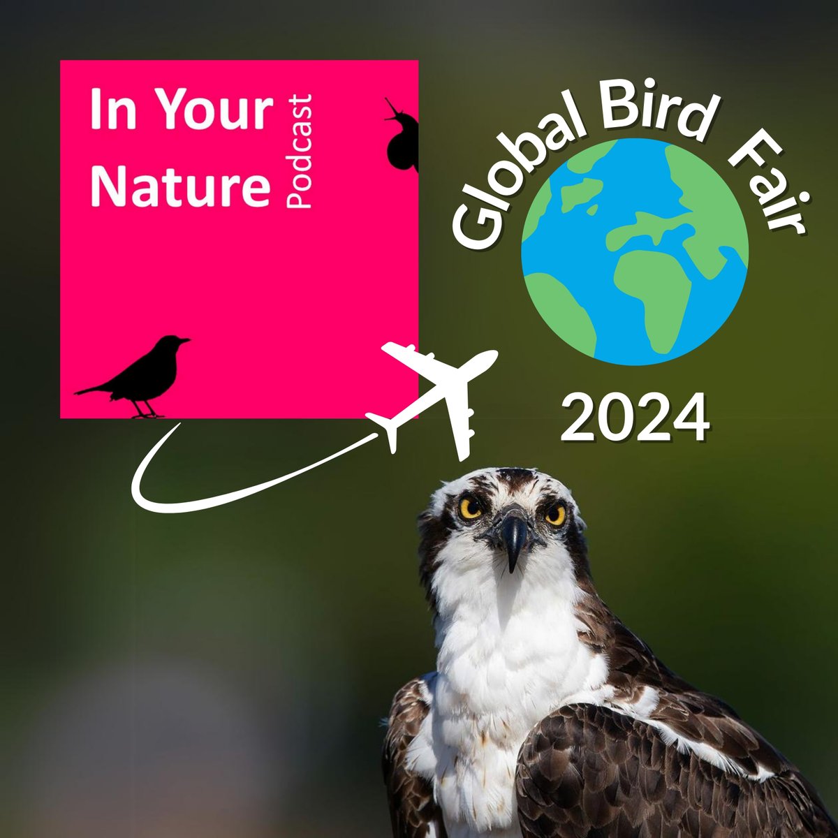 BirdWatch Ireland (@birdwatchie) on Twitter photo (AL) This ep. of In Your Nature comes from the 2024 <a href="/GlobalBirdfair/">Global Birdfair</a>, known as "Glastonbury for birders". Hear Niall speak to attendees including <a href="/martinBirdLife/">Martin Harper</a>, <a href="/RoulaTrigou/">Roula Trigou</a>, <a href="/SoundsIrish/">Irish Wildlife Sounds (Seán Ronayne)</a>, Laura Kammermeier <a href="/CornellBirds/">Cornell Lab</a> and Rachel Bigsby.
Listen here👇
buzzsprout.com/1701709/154635… (AL) This ep. of In Your Nature comes from the 2024 <a href="/GlobalBirdfair/">Global Birdfair</a>, known as "Glastonbury for birders". Hear Niall speak to attendees including <a href="/martinBirdLife/">Martin Harper</a>, <a href="/RoulaTrigou/">Roula Trigou</a>, <a href="/SoundsIrish/">Irish Wildlife Sounds (Seán Ronayne)</a>, Laura Kammermeier <a href="/CornellBirds/">Cornell Lab</a> and Rachel Bigsby.
Listen here👇
buzzsprout.com/1701709/154635…