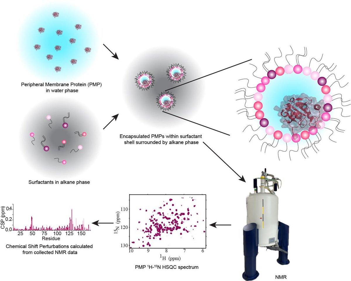 An NMR Approach for Investigating Membrane Protein–Lipid Interactions Using Native Reverse Micelles: bio-protocol.org/en/bpdetail?id…

#lifesciences #research #biophysics