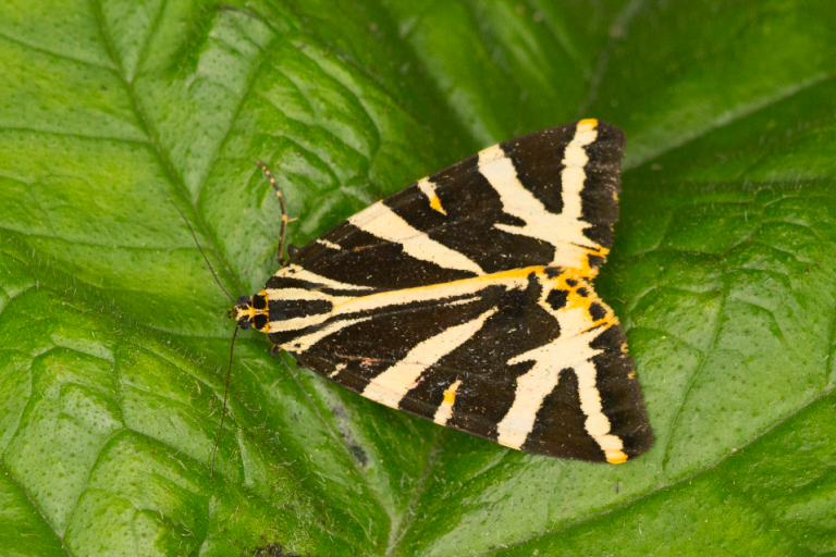 NoMowEd's tweet photo. @savebutterflies First time spotted in my garden in Catford South East London. Jersey Tiger Moth https://t.co/uMBnhCBVJ5