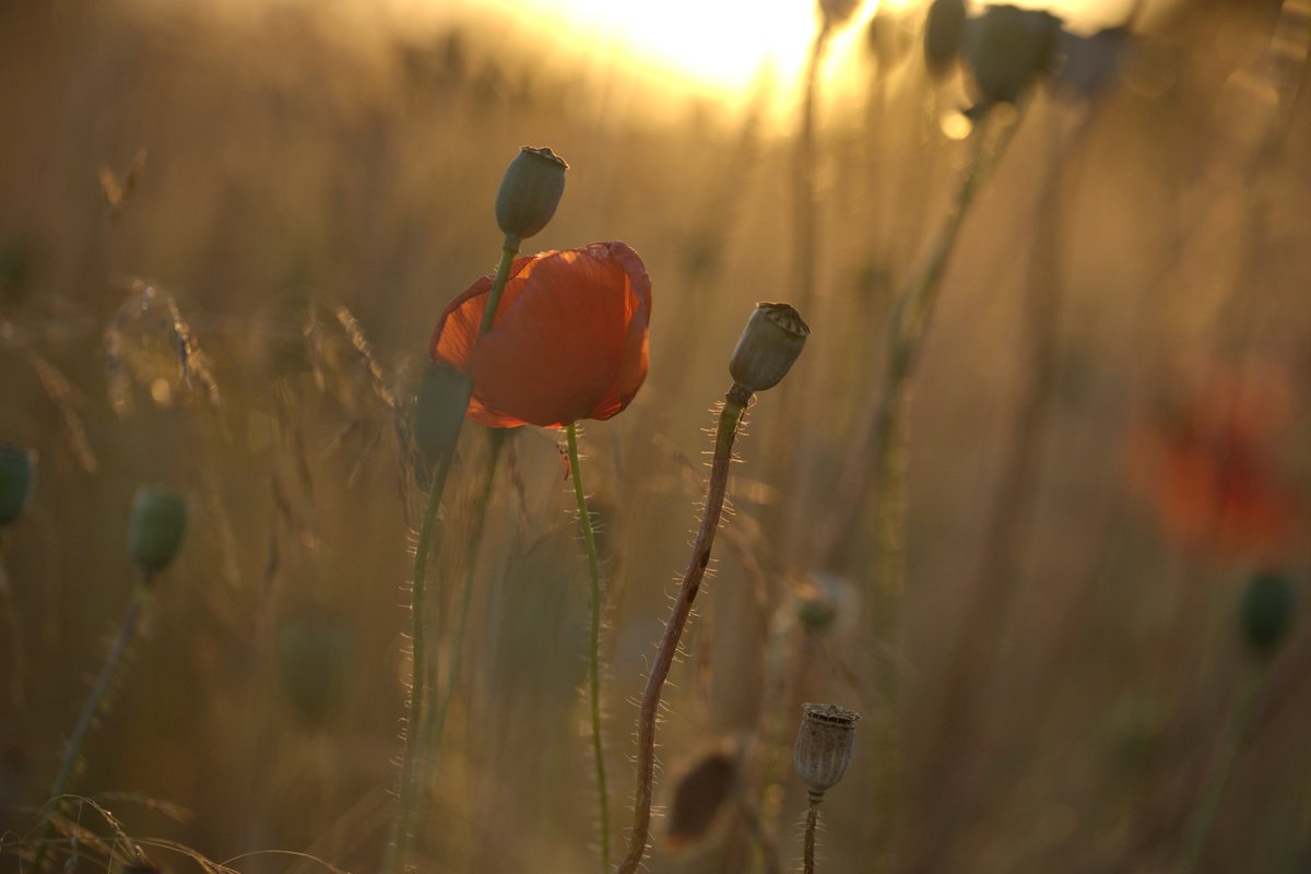 dew tweet media