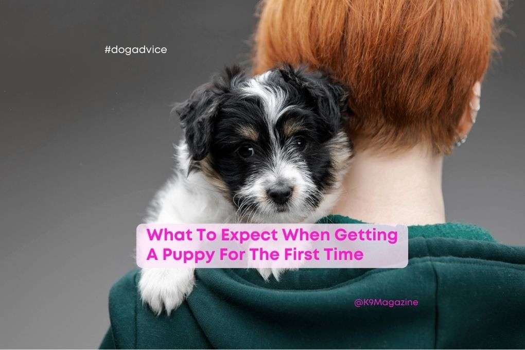WOOF! Services tweet media