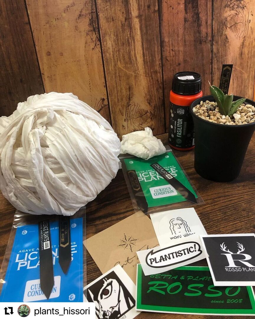 @aptusplanttechjpn ←他の投稿はこちらから

今日の投稿のまとめ📝

BOTANICAL PARTY in SHICHIGAHAMA vol.3に参戦してきました🏖

①Agave Titanota “COK cg01”
 by @licence_plants 
特価にてGOT’EMしました💪
赤いけど大丈夫…かな…？🤔

②Agave Titanota “White Fire/白火焔”
 by @licence_pl…