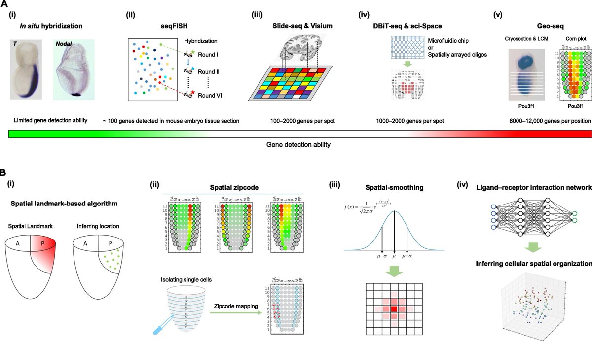 Genomics Proteomics Bioinformatics (@gpbees) on Twitter photo Another very interesting review introduces the technical attributes of single-cell RNA sequencing and spatial transcriptomics, and the core concepts of computational data analysis. #scRNA-seq #Computational_methodology
#Spatial_transcriptome #Data_integration <a href="/GPBees/">Genomics Proteomics Bioinformatics</a> Another very interesting review introduces the technical attributes of single-cell RNA sequencing and spatial transcriptomics, and the core concepts of computational data analysis. #scRNA-seq #Computational_methodology
#Spatial_transcriptome #Data_integration <a href="/GPBees/">Genomics Proteomics Bioinformatics</a>