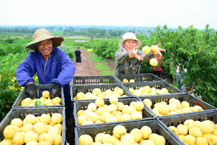 LinyiOfficial's tweet photo. Thanks to collaborations with canning factories, 3,000 mu (200 hectares) of 📄🍑"contract-grown yellow peaches" in Quanyuan town, Tancheng county, #Linyi, are ready for harvest. 😋Farmers are busy bringing these juicy delights to your table. #LinyiDevelopment #RuralVitalization https://t.co/DcWwx9H6A2