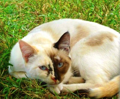 FaeyneSlvrcloud's tweet photo. @Smatterbrain A few favs from my 📌board dedicated to unique patterns! (Mostly horses honestly, but there is some cats...also can provide the rest I have if desired!)❣️ https://t.co/IsMGTMWyxk