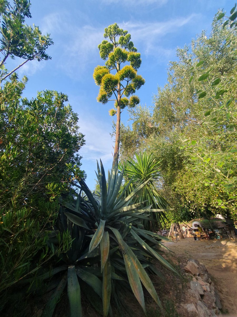 Impressionant la flor de la pitera.