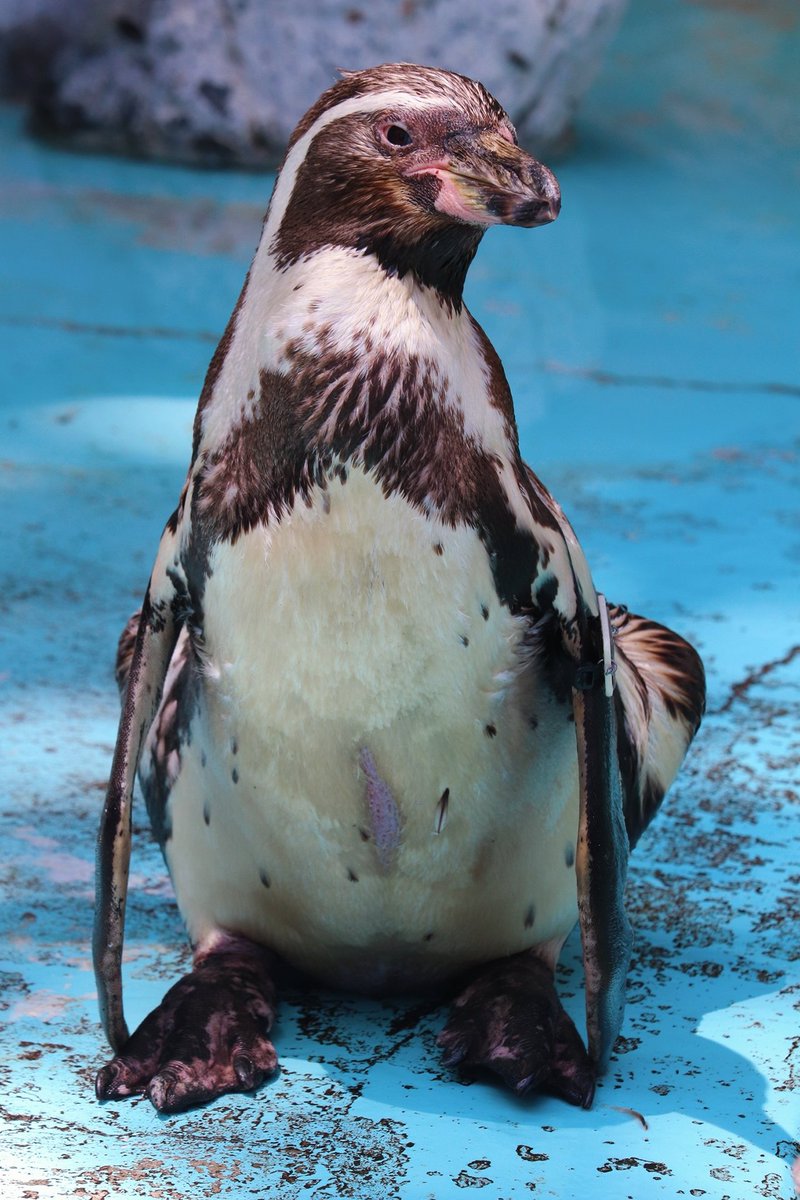 ペンギンちゃん可愛くて素敵で癒されるのです🐧🐧🐧🐧🐧🐧