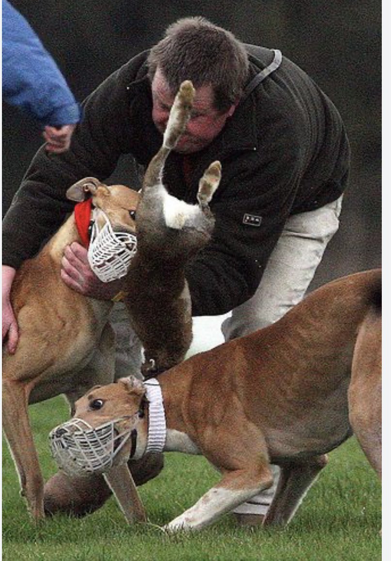 joan burgess 🌱 tweet media