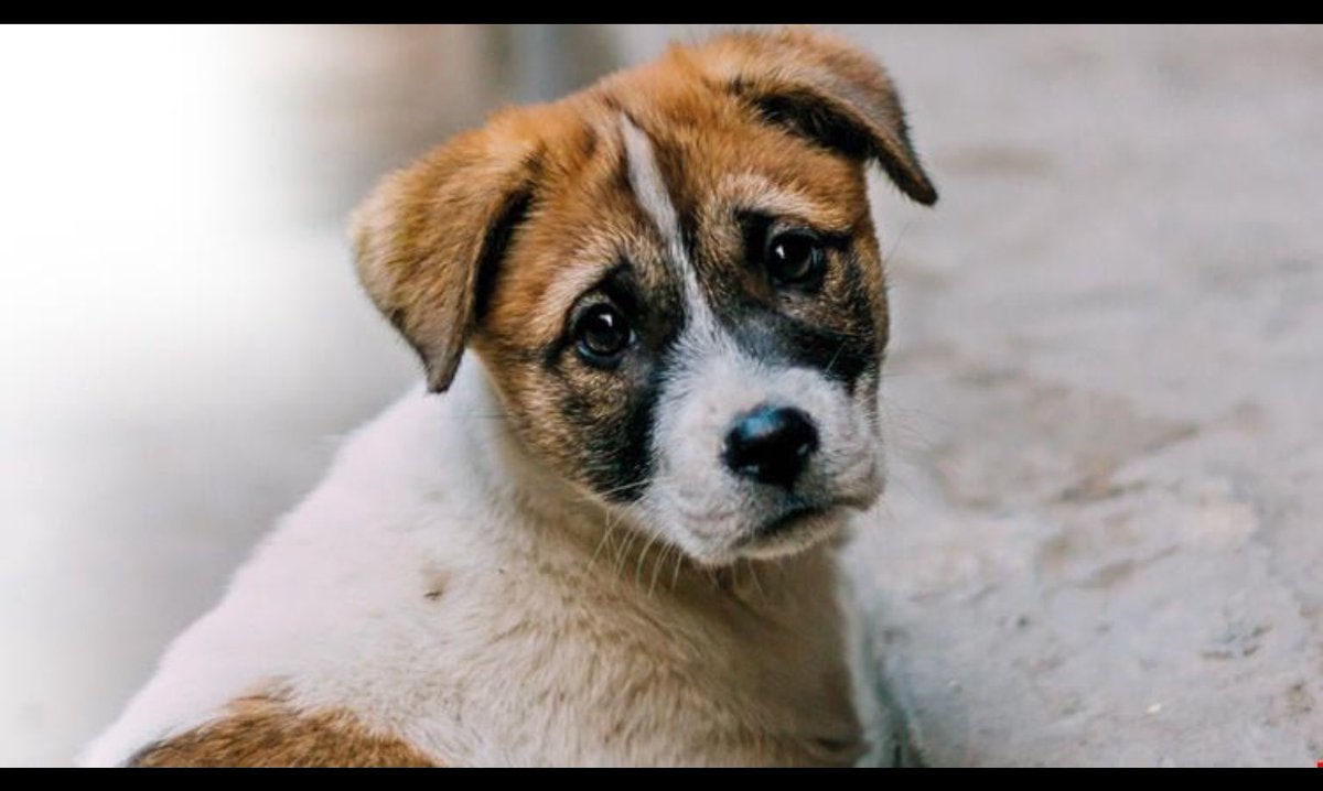 Belediyeler 20 sene kısırlaştırma yapmadı,üretim durdurulmadı yalan haberlerle insanlar manipüle edildi ve sıra geldi bu masumların canını almaya Allahtan korkmayanlar,bizden korkup yasayı çeker mi? çekmezler.Ömrünüzün sonuna kadar bu gözler her gece rüyanıza girip kabusunuz