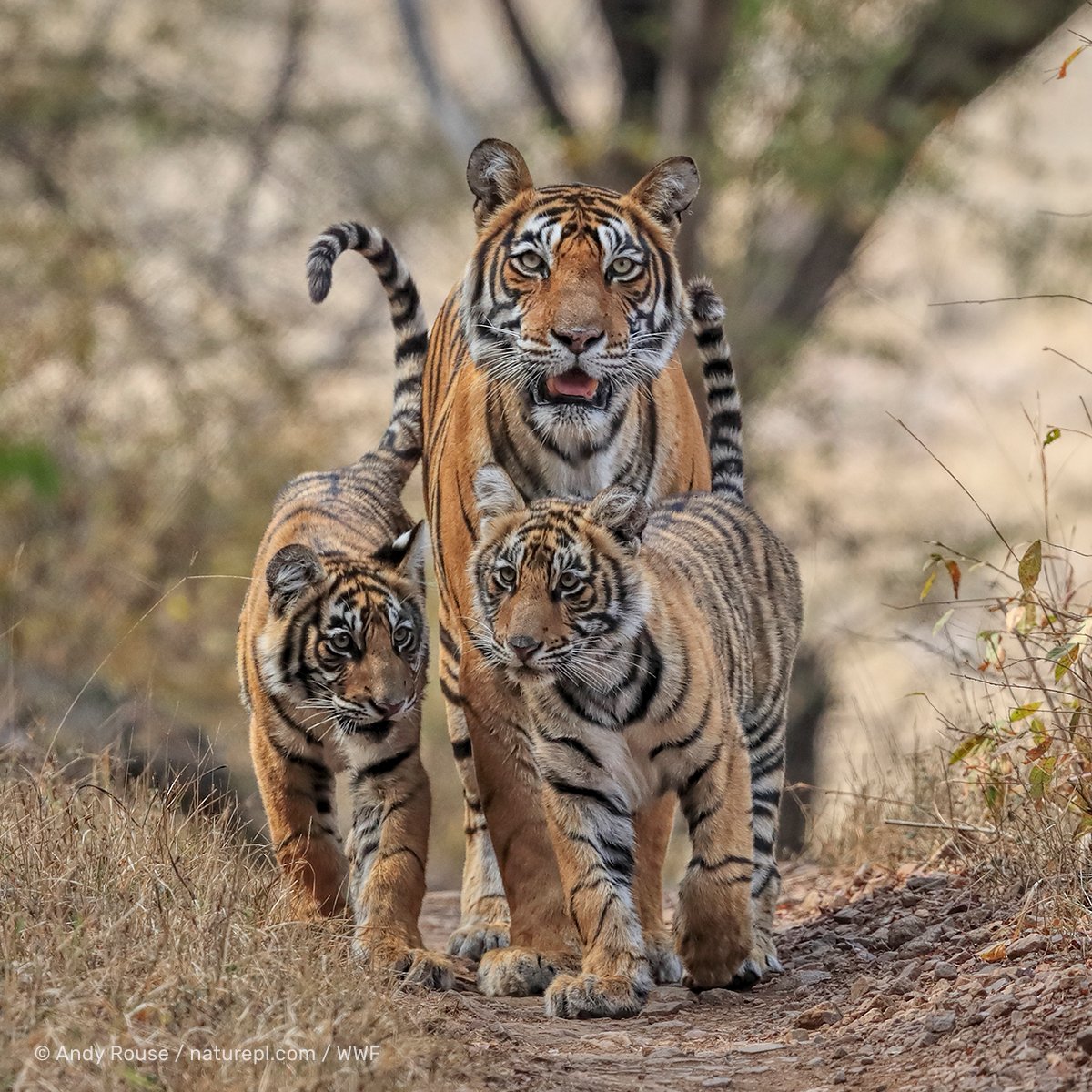🆕 Leuk nieuws: in Thailand zijn er volgens de laatste telling naar schatting zo'n 179-223 volwassen tijgers in het wild gespot – een groei ten opzichte van zo'n 148-189 in 2022!

#InternationalTigerDay