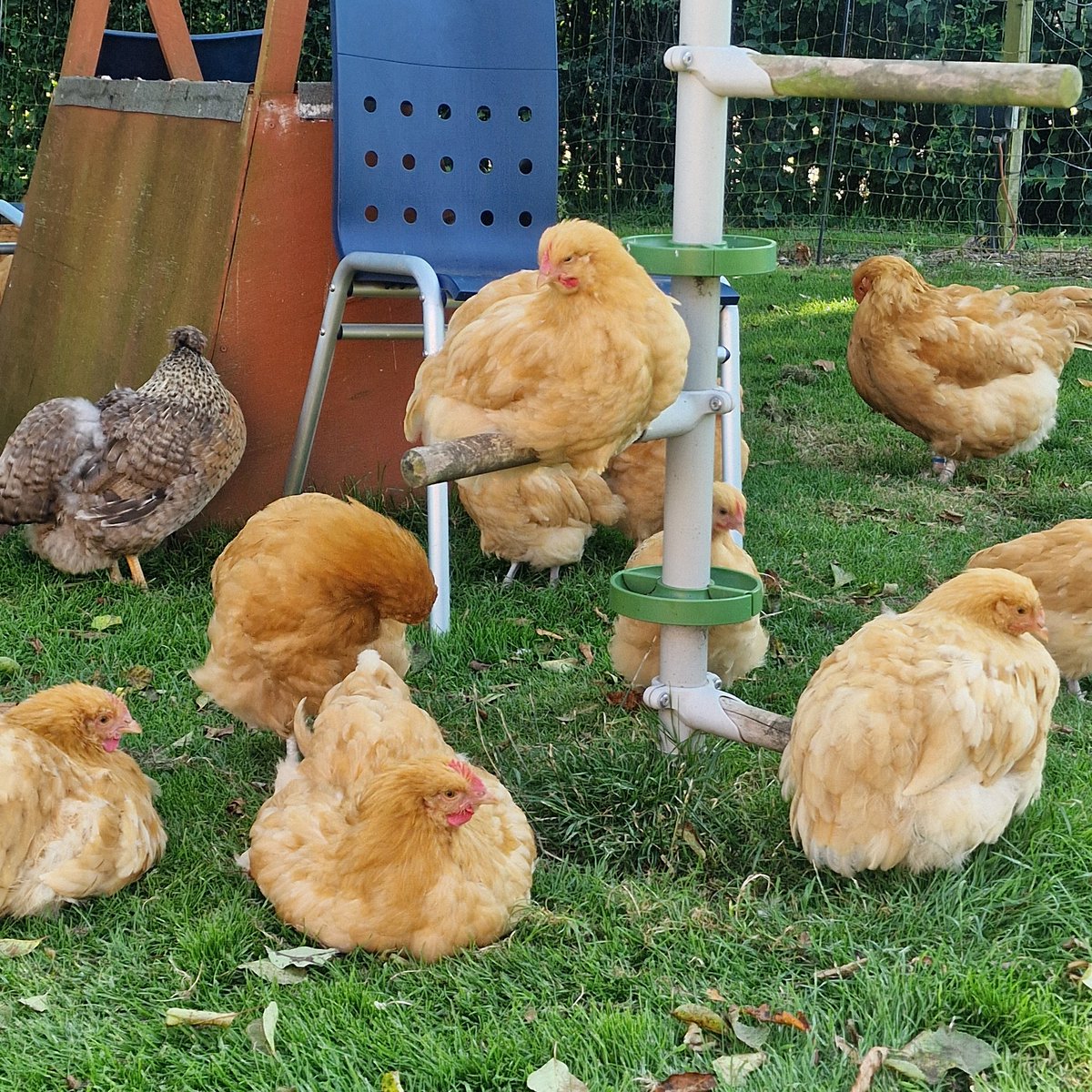TheFloofLady's tweet photo. Just hanging with my dudes.... 🤣

#cuteanimals #bufforpingtons #calmdays #Orpingtons https://t.co/dmLY0SKuz8