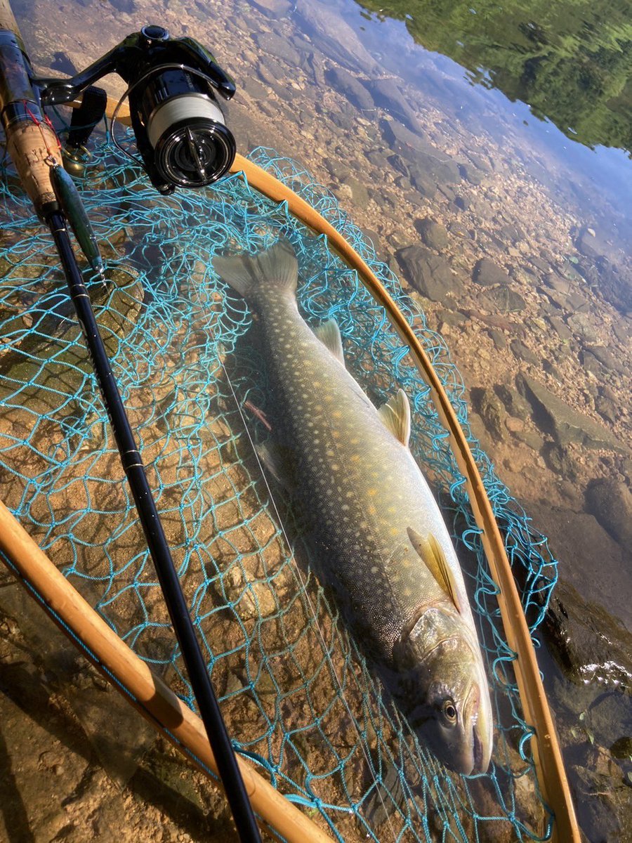 fish_jet's tweet photo. 画像頂きました！
群馬県在住 K様
岩魚 43cm  
プルーラ8gとかるかる針のセット

【県内ダム湖にて。足元に数尾のワカサギの死骸が見えたので、接岸している群れに捕食個体が着いていると考え、岸と並行にシャローをボトムバンプさせたら一発でした。】
#プルーラ #PULURA #iJetLink https://t.co/Zb6Wgttj23