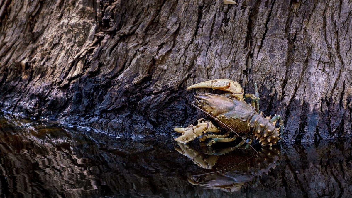 MORE CRAYFISH RELEASE DATES - 1st AUGUST
Nyah: 4:20pm-4:45pm at Nyah Reserve Boat Ramp
Tooleybuc: 5:00pm-5:25pm at the Tooleybuc
Registration is essential ozfish.org.au/event/nyah-too…
#murraycrayfish #murrayriver #nyah #tooleybuc <a href="/ozfishunlimited/">OzFish</a>
