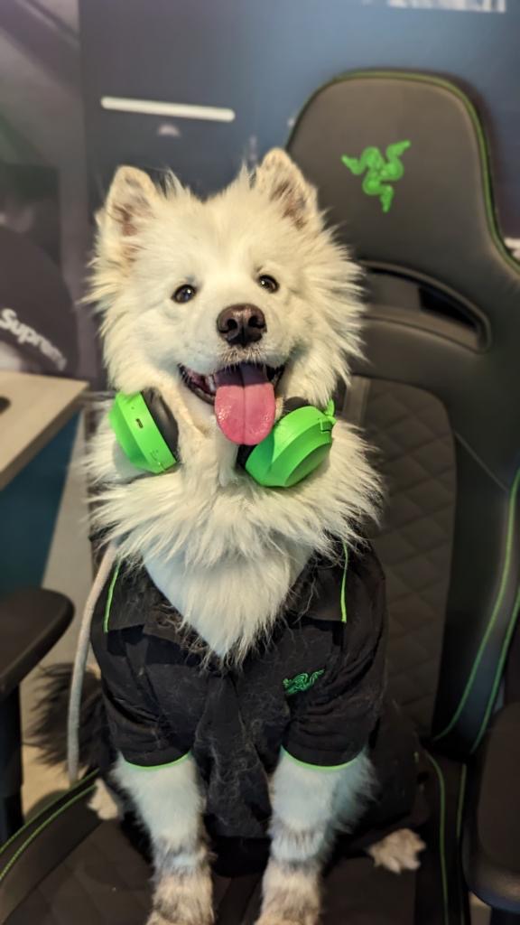 ❤️si te gustaría que también fuera tu compañero de SoloQ