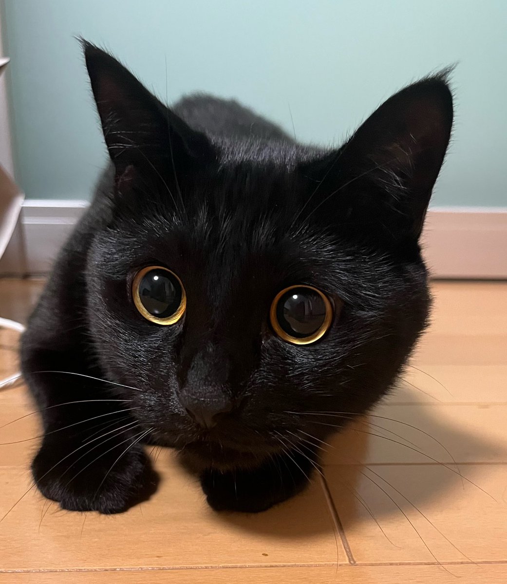 uni_kuroneko's tweet photo. すべてがかわいい。

#黒猫 https://t.co/0T0chQNh7I