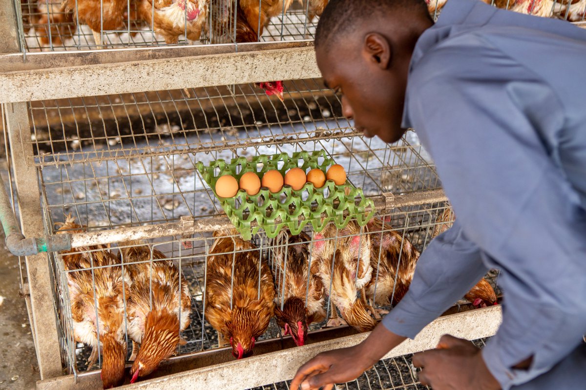 Opportunity grows with knowledge.

Ready to explore a world of opportunities with poultry farming? Join us in transforming passion into prosperity and making a meaningful impact in agriculture.

Together, let’s cultivate skills and create a thriving future!

#STEP #PoultryFarming