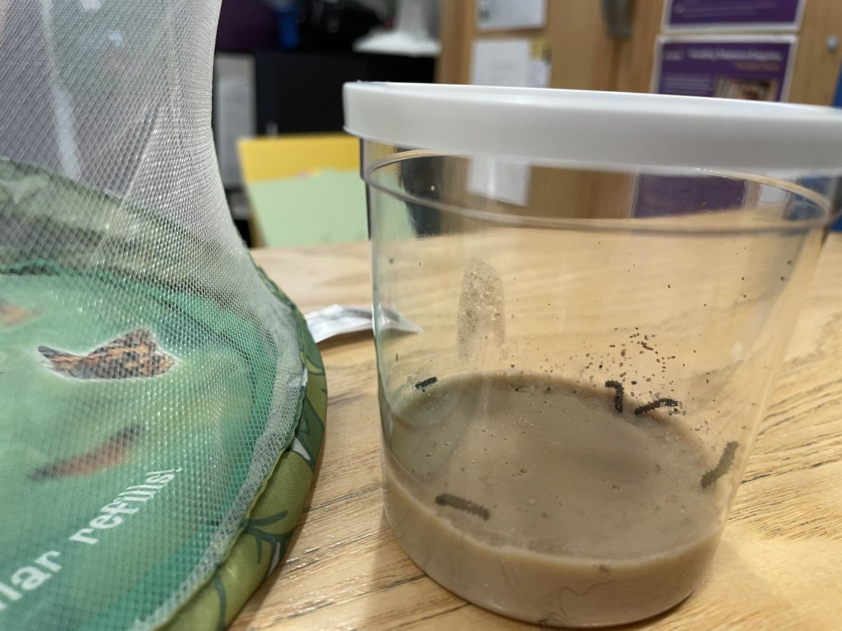 HalcyonCourt's tweet photo. So today we are excited to receive a special delivery of caterpillars which, with a little tlc, should grow into butterflies over the next few weeks here @HalcyonCourt .  We hope our residents will enjoy watching their progress.  @AnchorLaterLife #environmental #Butterflies https://t.co/3pjasRrurx
