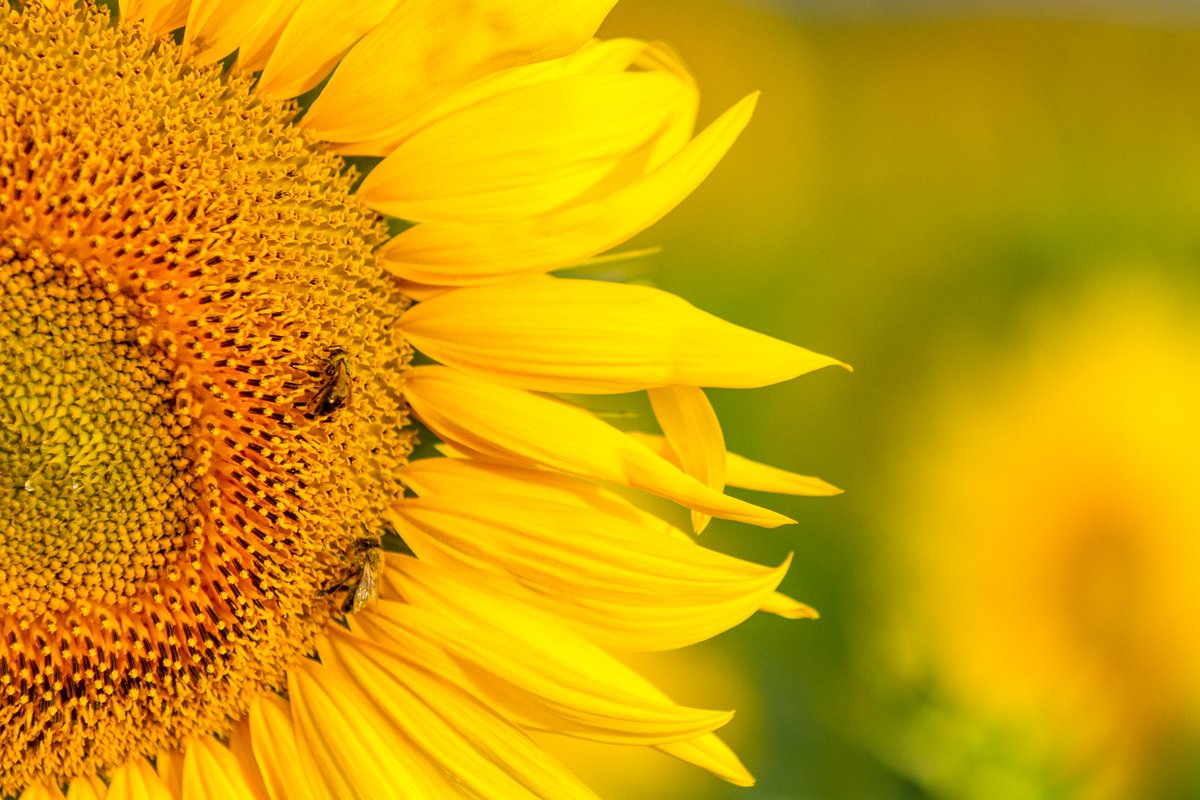 INRAE Occitanie-Toulouse (@inrae_tlse) on Twitter photo Bien qu'adapté à la sécheresse le tournesol nécessite encore des recherches🌻🔍
<a href="/HelexProject/">HelEx Project</a> développe de nouvelles variétés➕ résistantes aux T° élevées et à la sécheresse en maintenant la qualité de la production et les services pour la biodiversité🐝
➡️url.inrae.fr/48kCqp0 Bien qu'adapté à la sécheresse le tournesol nécessite encore des recherches🌻🔍
<a href="/HelexProject/">HelEx Project</a> développe de nouvelles variétés➕ résistantes aux T° élevées et à la sécheresse en maintenant la qualité de la production et les services pour la biodiversité🐝
➡️url.inrae.fr/48kCqp0