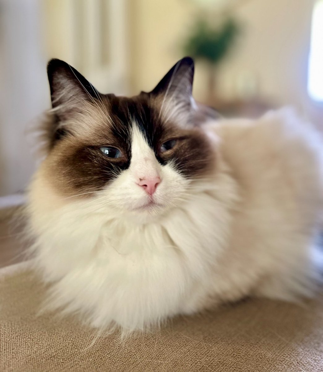 I’m busy baking a fluffy loaf this #KittyLoafMonday.