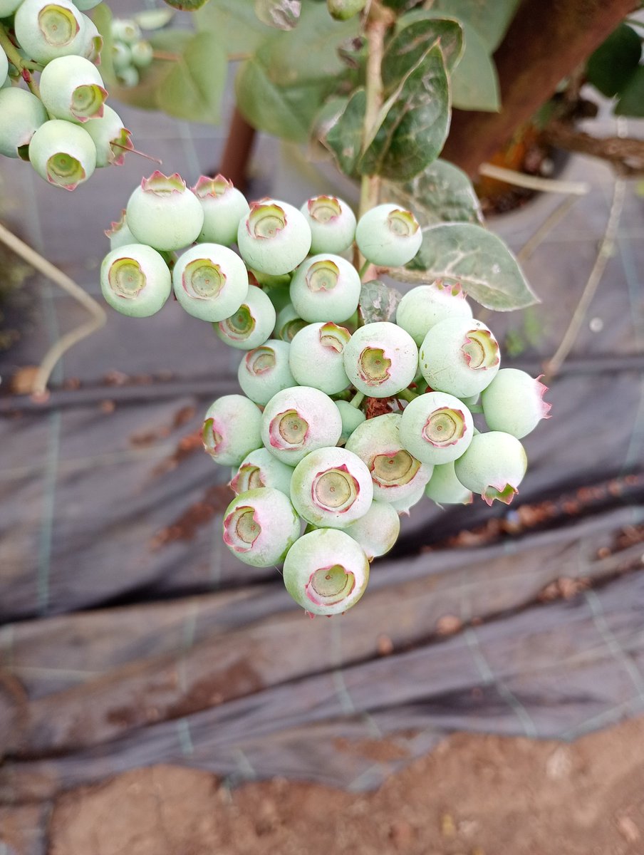 Agronomist Saidi tweet media