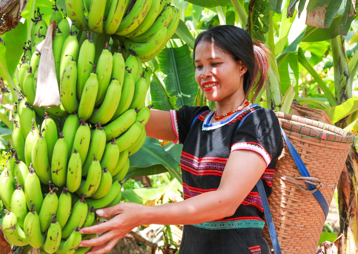 PlanVietnam's tweet photo. 💪🌱 In Quang Tri, Pa Ko women are transforming their lives through dwarf banana cultivation! Funded by @irlembvietnam, this model not only boosts income but also promotes gender equality by enabling women to become financially independent and engage actively in their communities https://t.co/fEDb8Tmr61