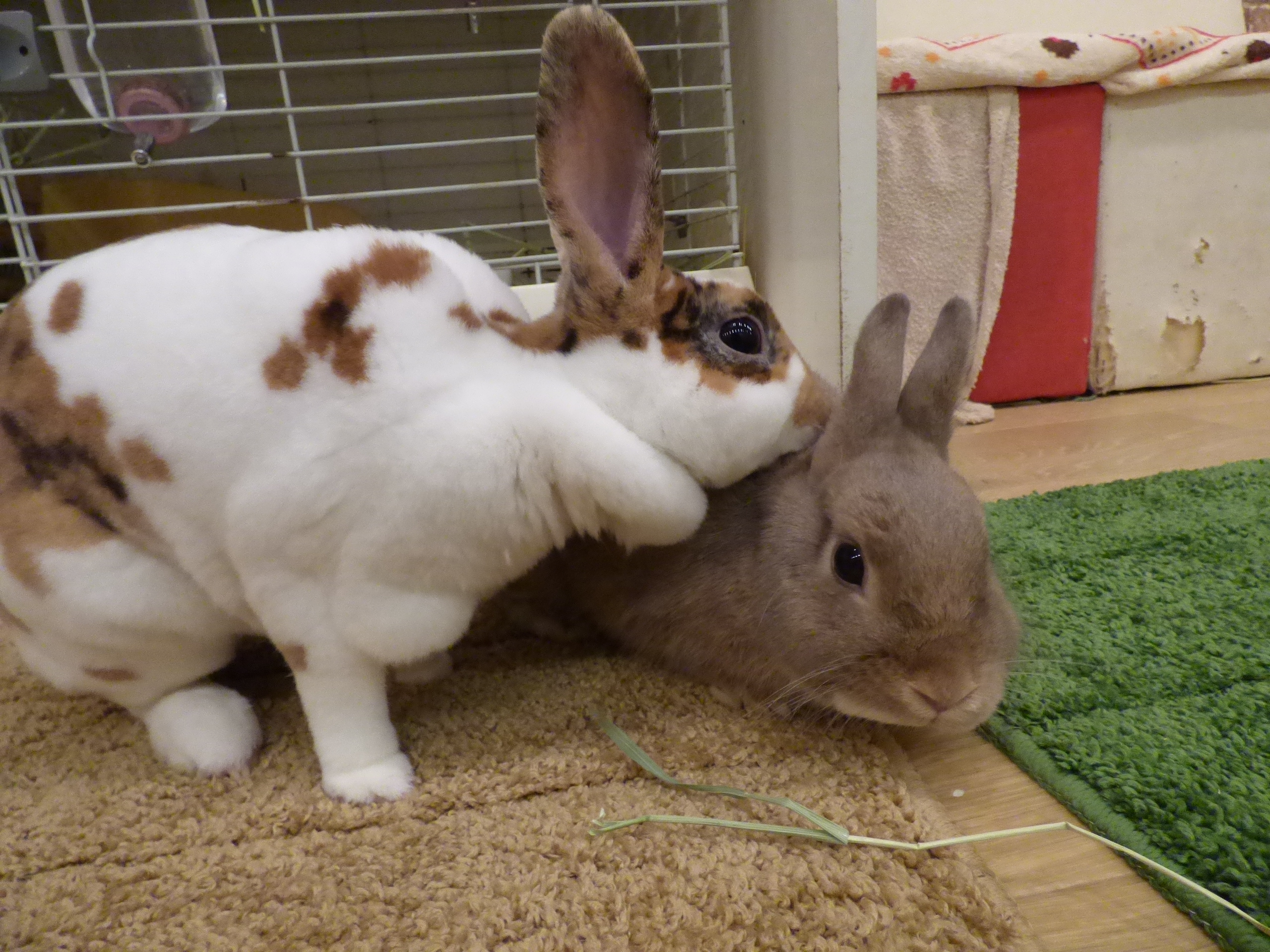 Mr.藤沢写真館 on X: 