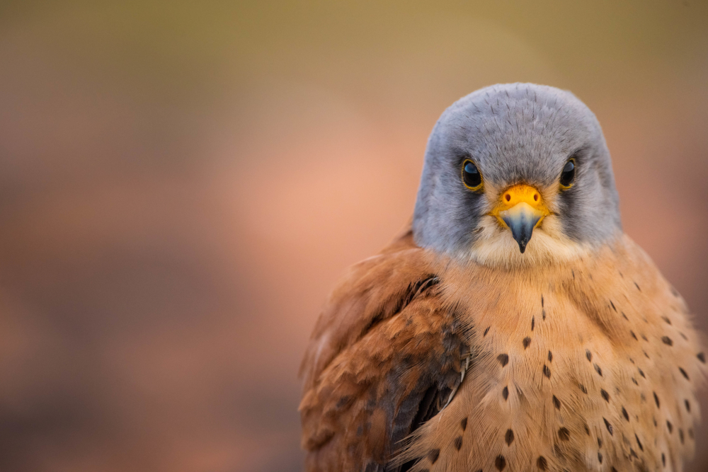 birdextremadura's tweet photo. Cernícalo primilla
#Extremadura

📷 Birding in Extremadura

#CernícaloPrimilla 
#FalcoNaumanni 
#LesserKestrel

@extremadura_tur https://t.co/h1MU4SrnEW