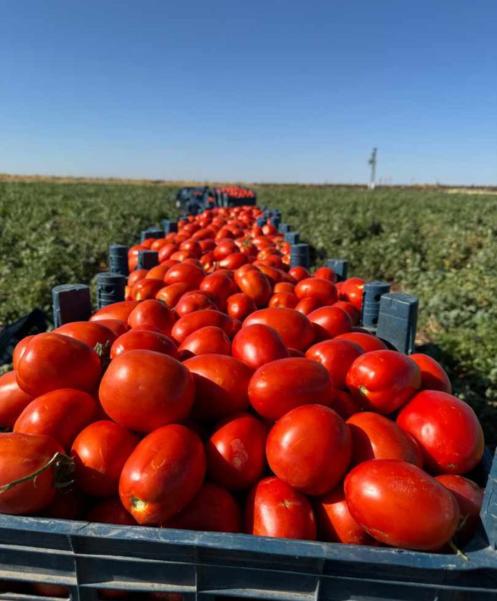 Bu kaliteli domates in bugün 4.5 TL 
Siz kaç TL ye alıp tüketiyorsunuz