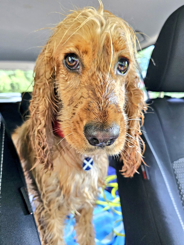 BonnieBess6's tweet photo. Pleeeeeease let me stay a bit longer, I promise I won't go back in the water .... crosses paws behind back #livesinhope #just5moreminutes https://t.co/S1UspbziXR