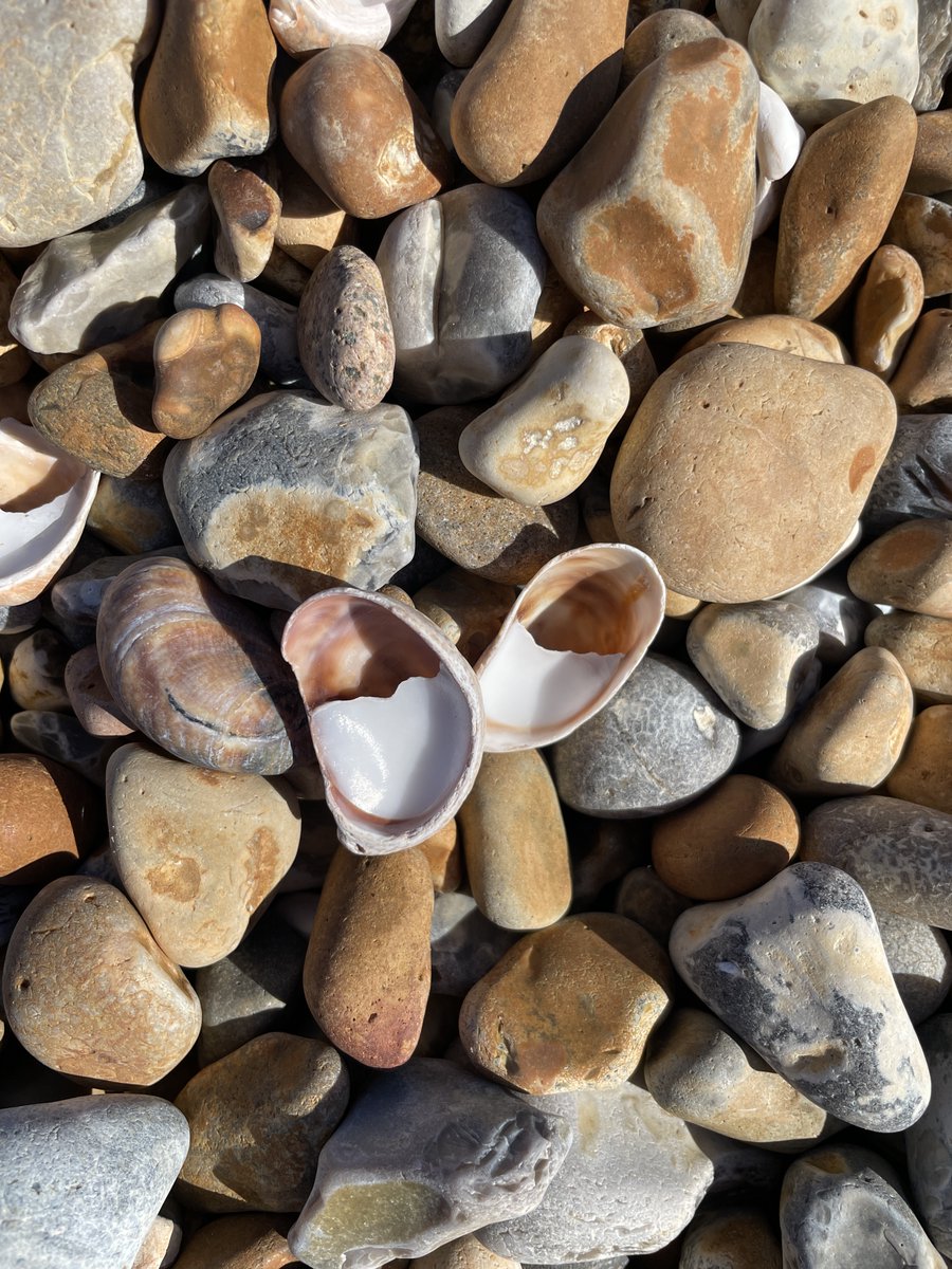 Hot, hot, hot today and I guess a fair number of people are wishing they were on the beach.
And if you know the south coast beaches, you may well have come across the slipper limpet.
But there's more to a slipper limpet's life than you might expect!
Let's go... 🧵